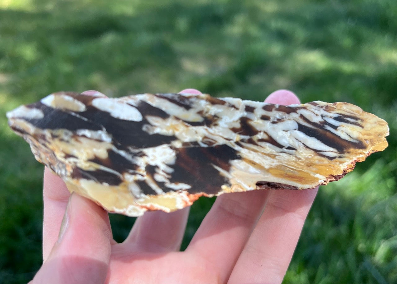 Australian Petrified Peanut Wood Lapidary Rough Rock Specimen - Lucky Calico Gem & Jewelry Co.