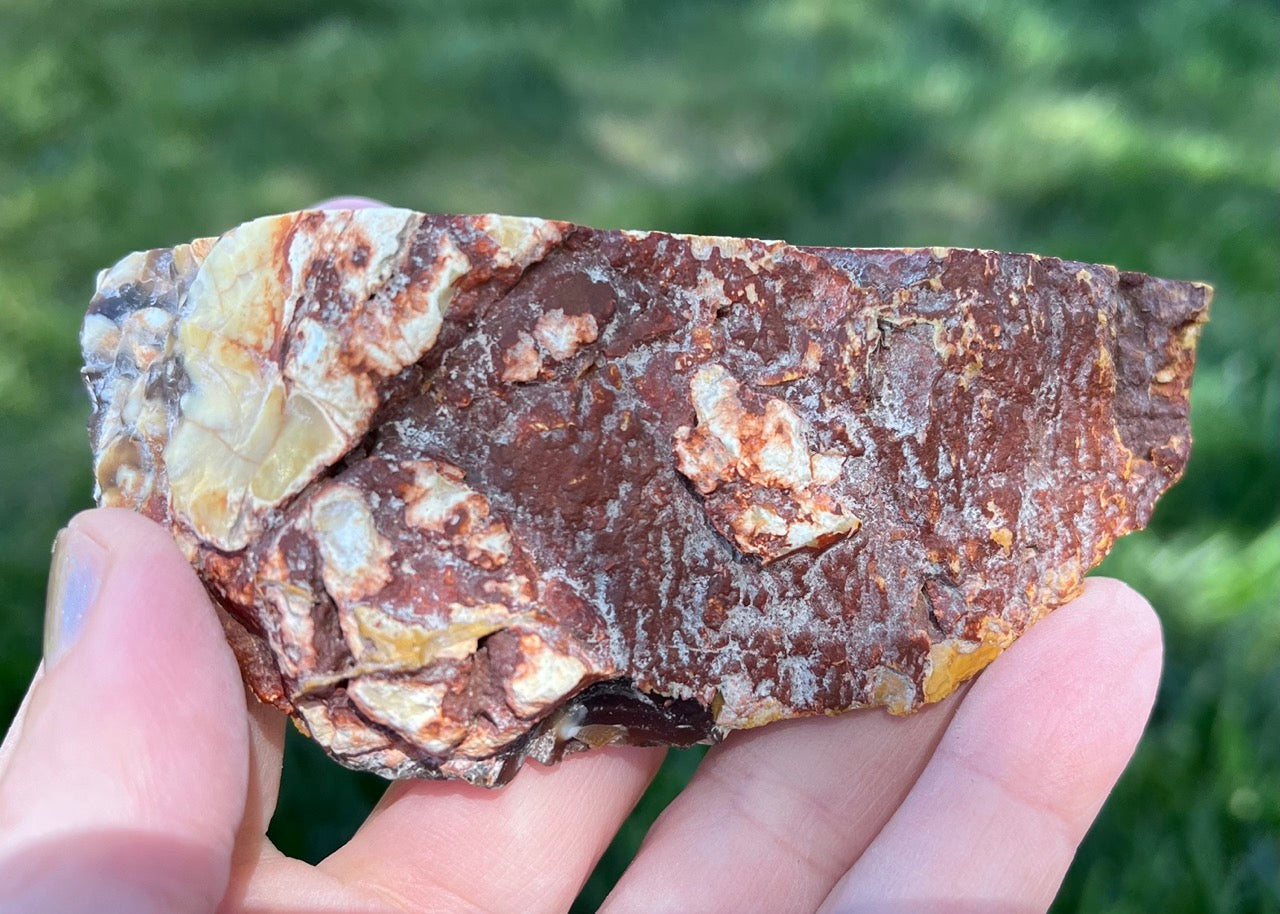 Australian Petrified Peanut Wood Lapidary Rough Rock Specimen - Lucky Calico Gem & Jewelry Co.