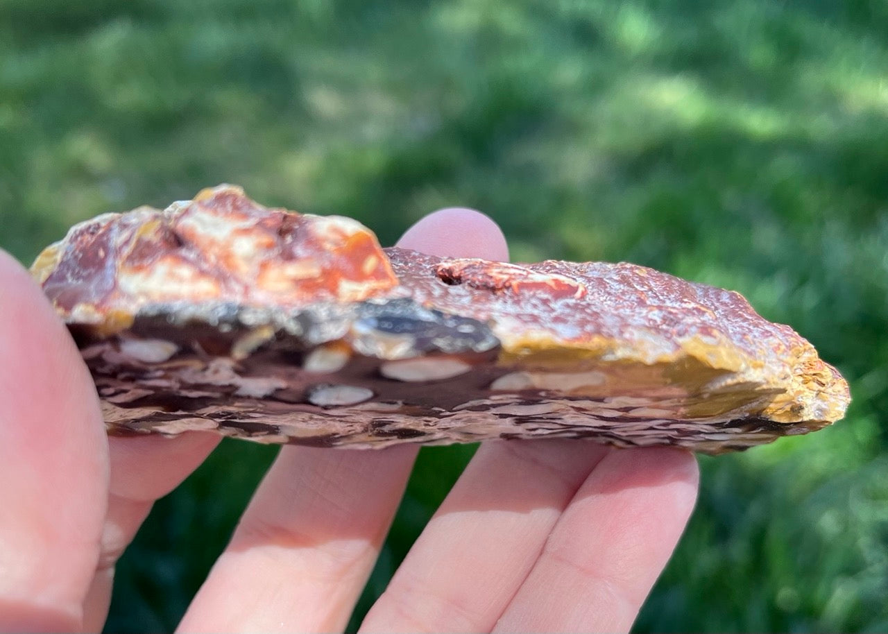 Australian Petrified Peanut Wood Lapidary Rough Rock Specimen - Lucky Calico Gem & Jewelry Co.