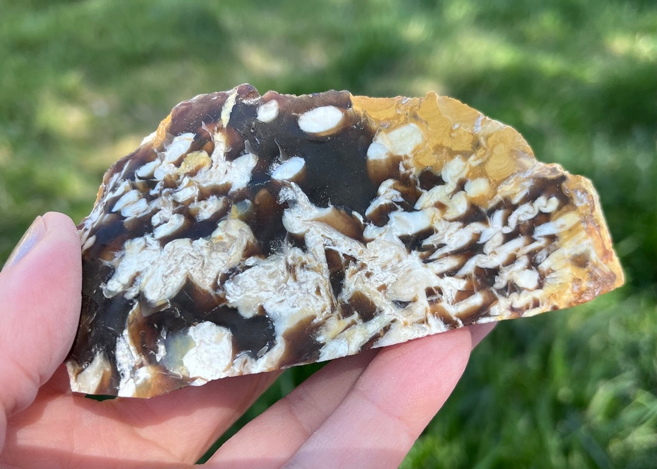 Australian Petrified Peanut Wood Lapidary Rough Rock Specimen - Lucky Calico Gem & Jewelry Co.