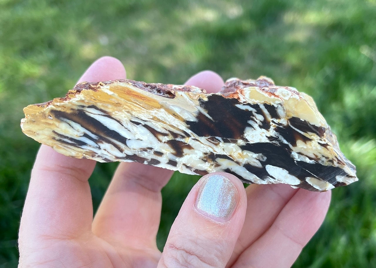 Australian Petrified Peanut Wood Lapidary Rough Rock Specimen - Lucky Calico Gem & Jewelry Co.