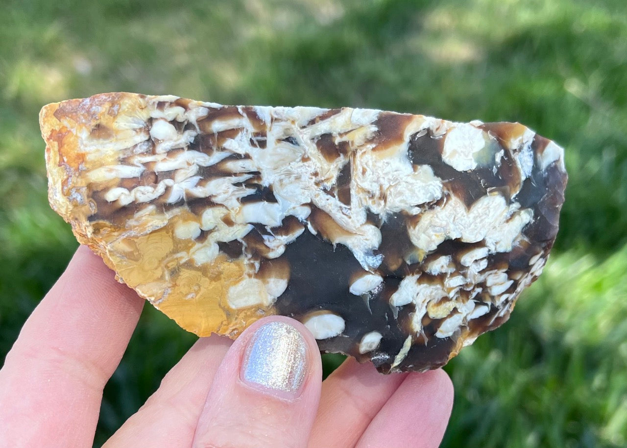 Australian Petrified Peanut Wood Lapidary Rough Rock Specimen - Lucky Calico Gem & Jewelry Co.