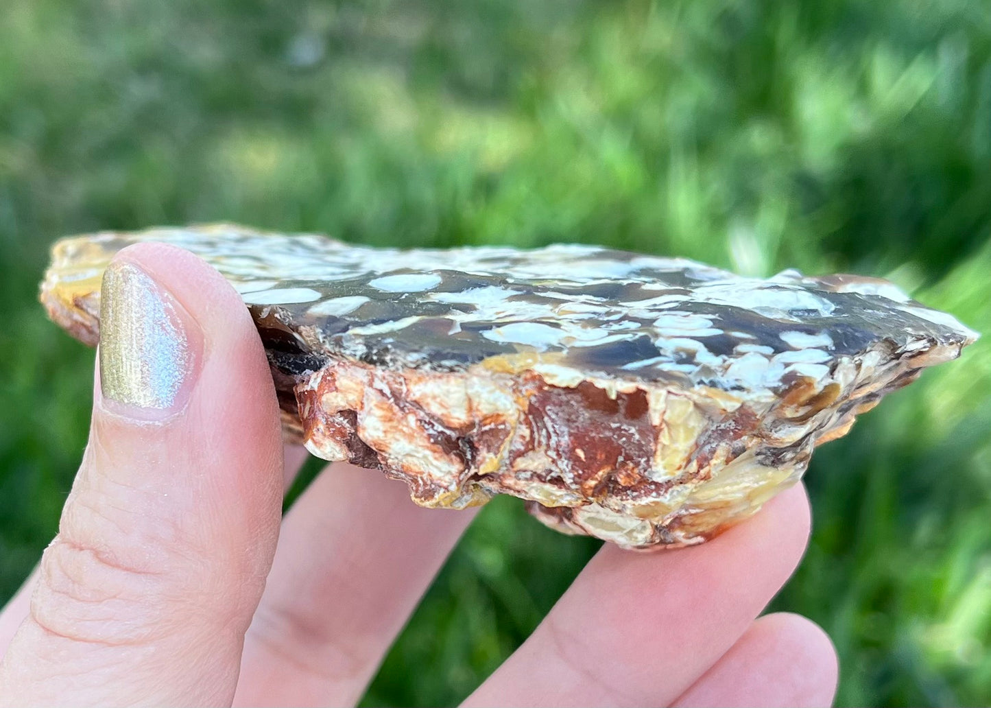 Australian Petrified Peanut Wood Lapidary Rough Rock Specimen - Lucky Calico Gem & Jewelry Co.