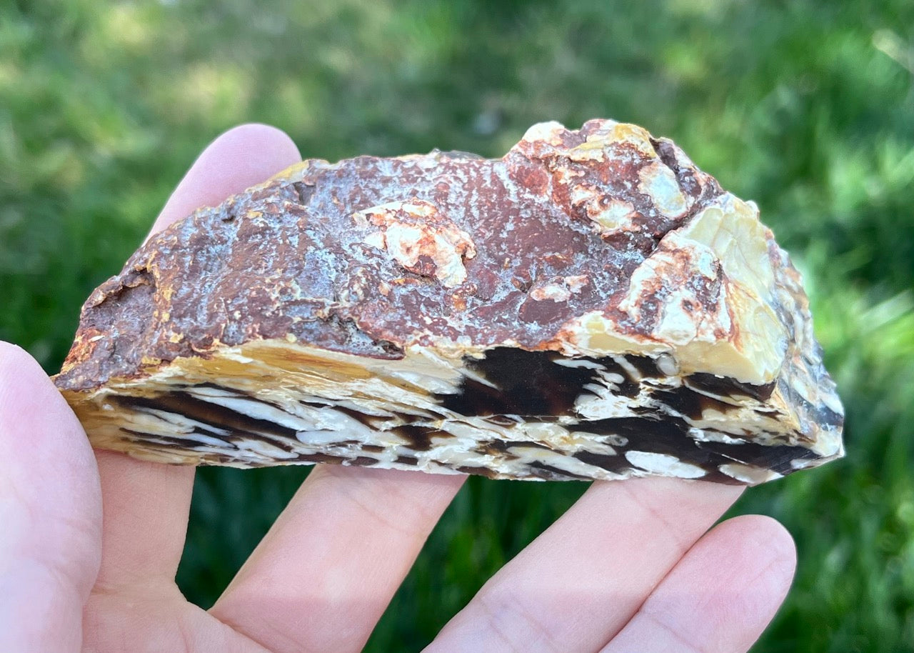 Australian Petrified Peanut Wood Lapidary Rough Rock Specimen - Lucky Calico Gem & Jewelry Co.