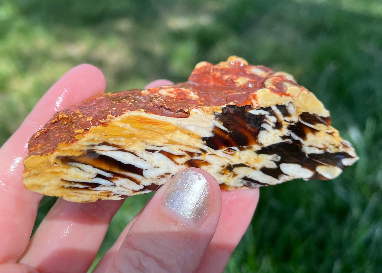 Australian Petrified Peanut Wood Lapidary Rough Rock Specimen - Lucky Calico Gem & Jewelry Co.