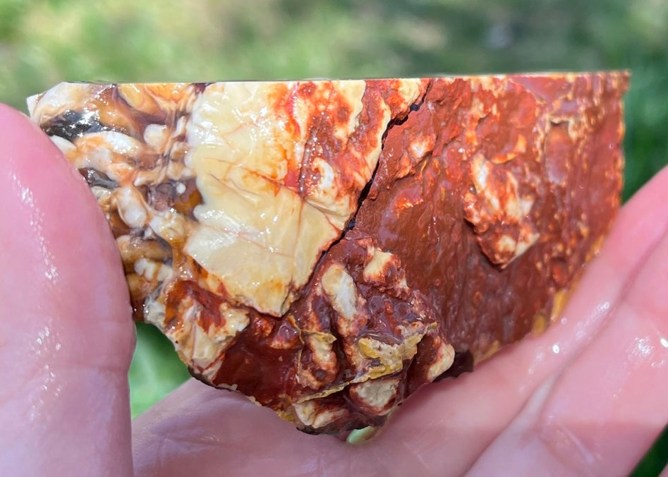 Australian Petrified Peanut Wood Lapidary Rough Rock Specimen - Lucky Calico Gem & Jewelry Co.