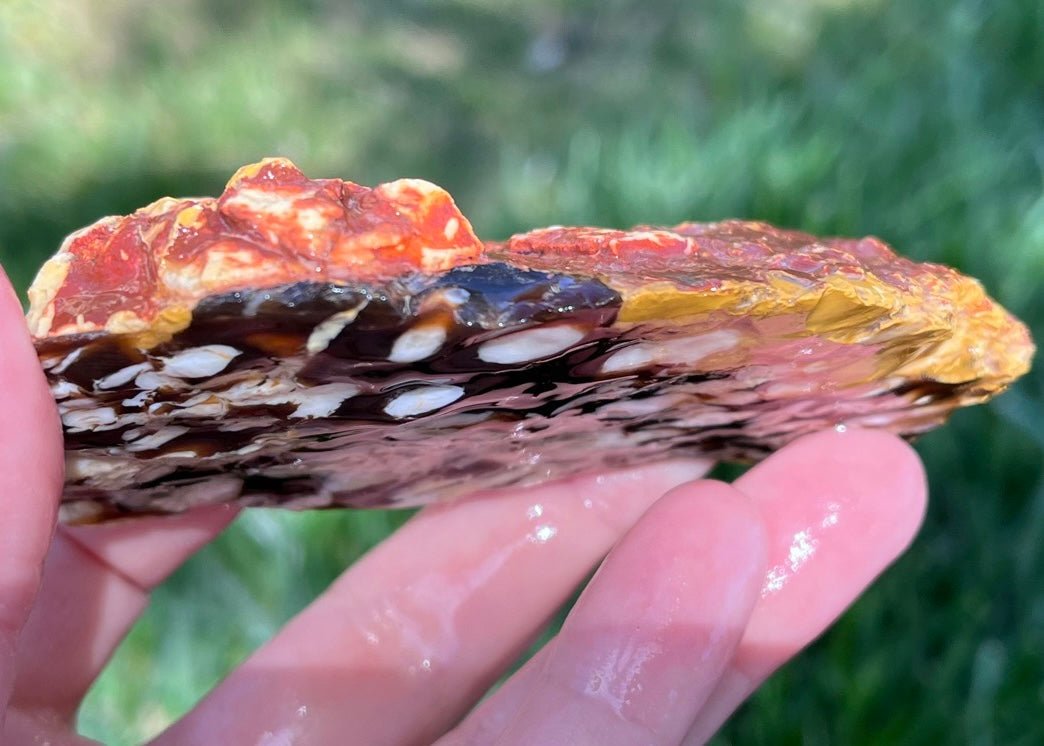 Australian Petrified Peanut Wood Lapidary Rough Rock Specimen - Lucky Calico Gem & Jewelry Co.