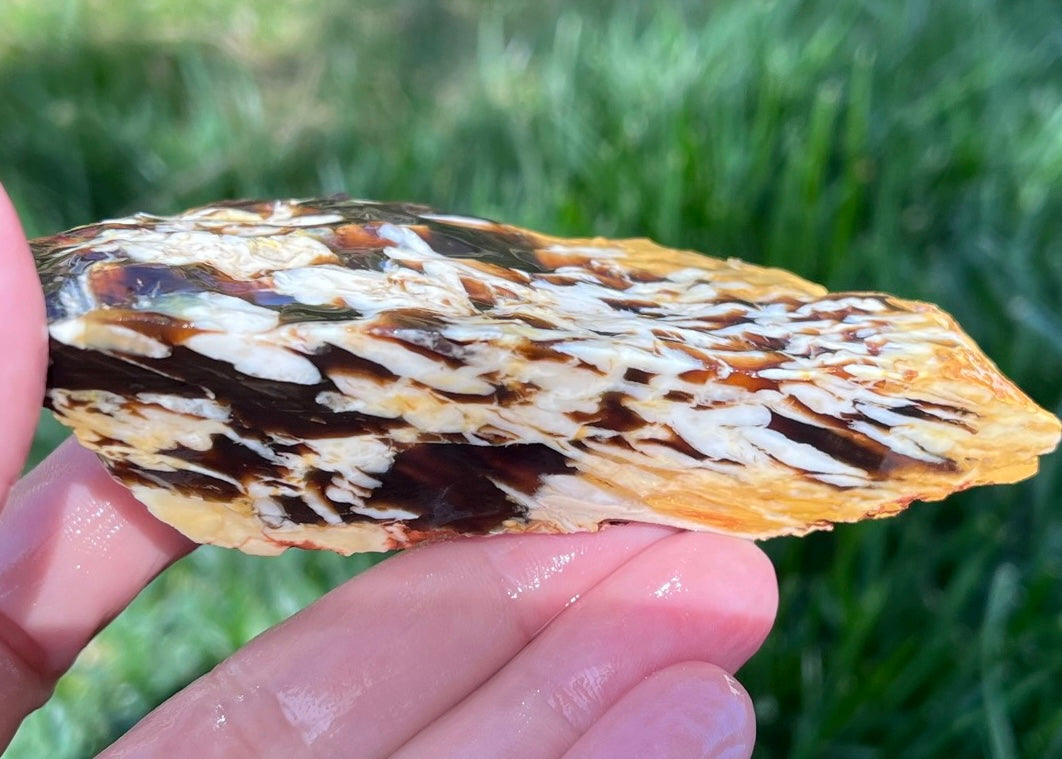 Australian Petrified Peanut Wood Lapidary Rough Rock Specimen - Lucky Calico Gem & Jewelry Co.