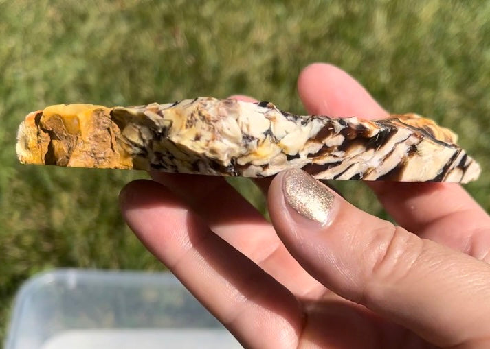 Australian Petrified Peanut Wood Lapidary Rock Slab - Lucky Calico Gem & Jewelry Co.
