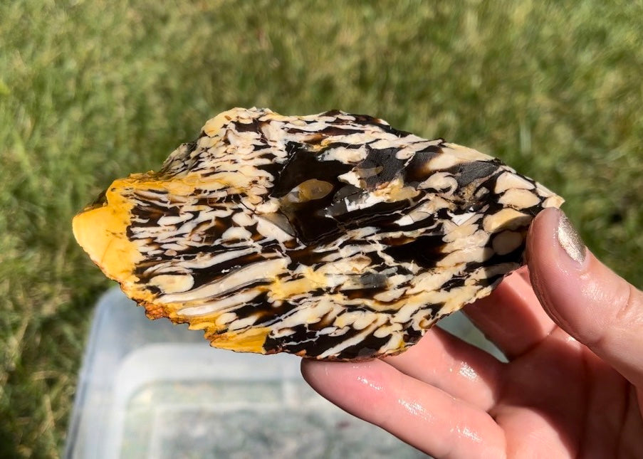 Australian Petrified Peanut Wood Lapidary Rock Slab - Lucky Calico Gem & Jewelry Co.