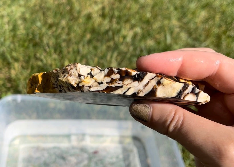 Australian Petrified Peanut Wood Lapidary Rock Slab - Lucky Calico Gem & Jewelry Co.