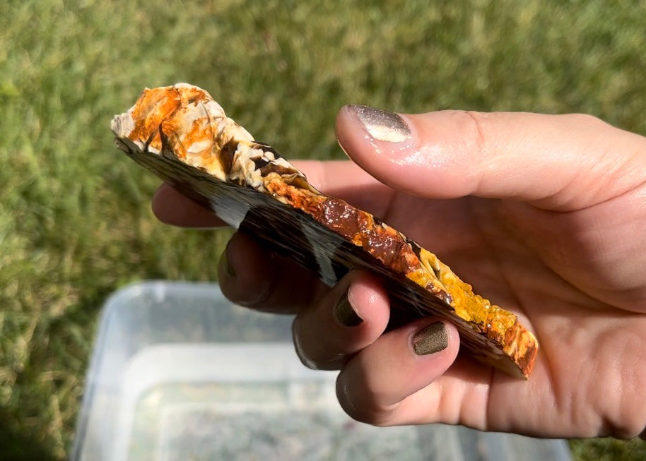 Australian Petrified Peanut Wood Lapidary Rock Slab - Lucky Calico Gem & Jewelry Co.