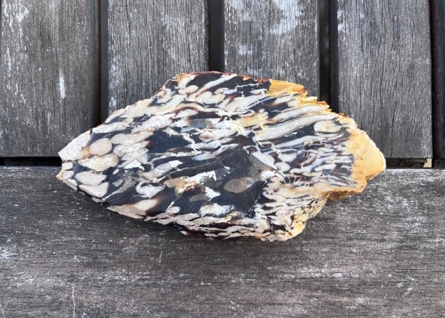 Australian Petrified Peanut Wood Lapidary Rock Slab - Lucky Calico Gem & Jewelry Co.