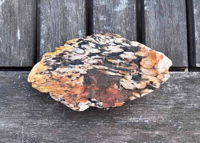 Australian Petrified Peanut Wood Lapidary Rock Slab - Lucky Calico Gem & Jewelry Co.