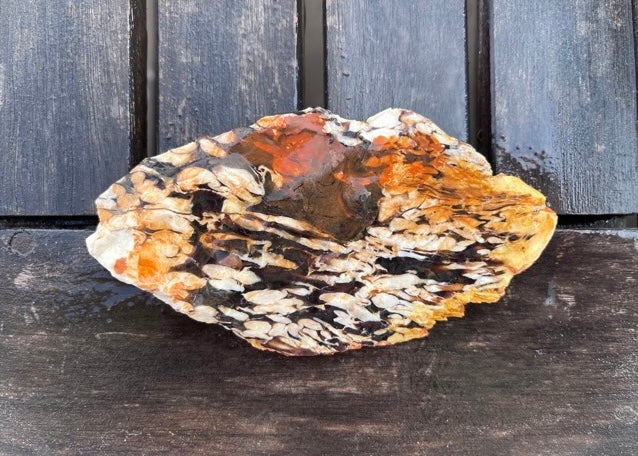 Australian Petrified Peanut Wood Lapidary Rock Slab - Lucky Calico Gem & Jewelry Co.