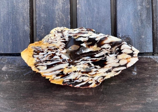 Australian Petrified Peanut Wood Lapidary Rock Slab - Lucky Calico Gem & Jewelry Co.