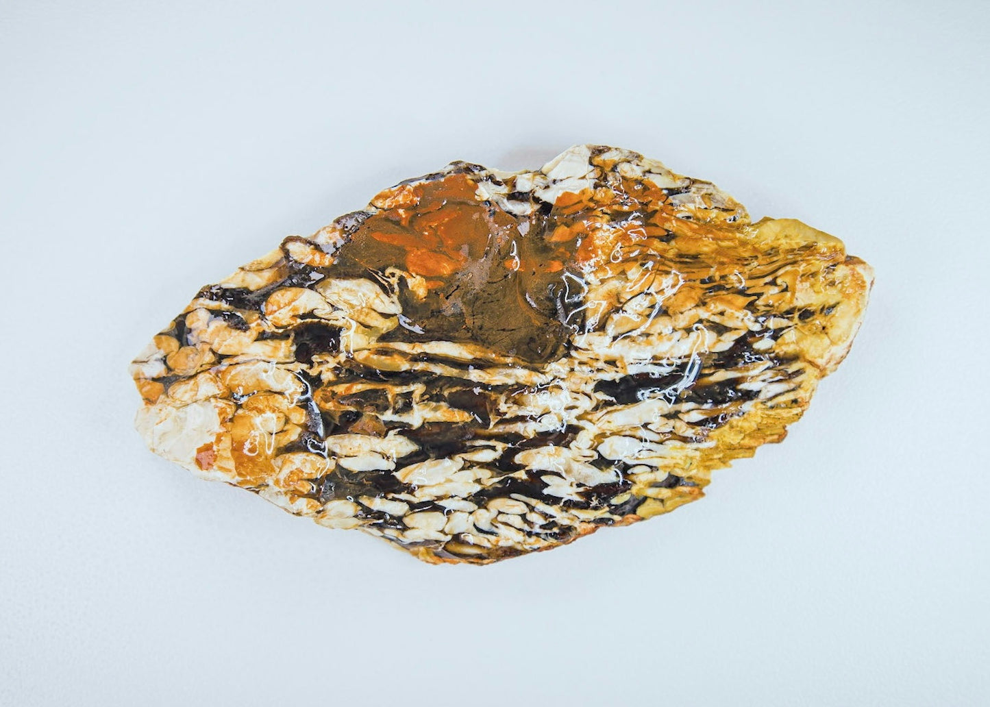 Australian Petrified Peanut Wood Lapidary Rock Slab - Lucky Calico Gem & Jewelry Co.