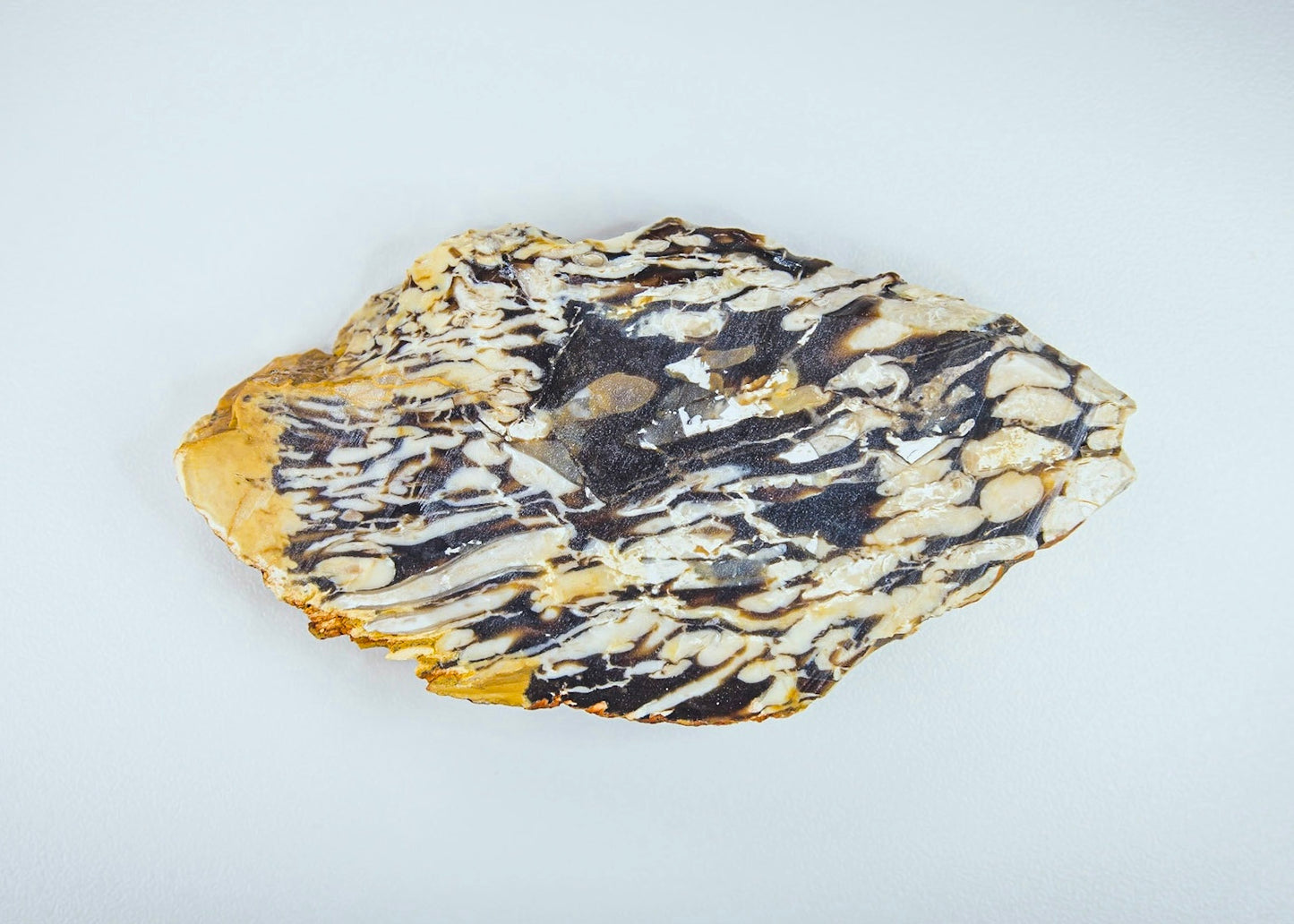 Australian Petrified Peanut Wood Lapidary Rock Slab - Lucky Calico Gem & Jewelry Co.