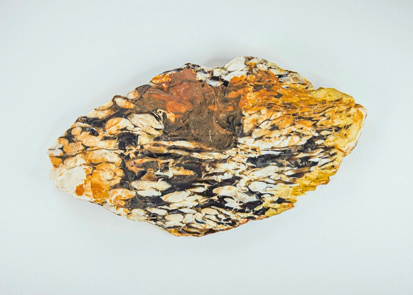 Australian Petrified Peanut Wood Lapidary Rock Slab - Lucky Calico Gem & Jewelry Co.