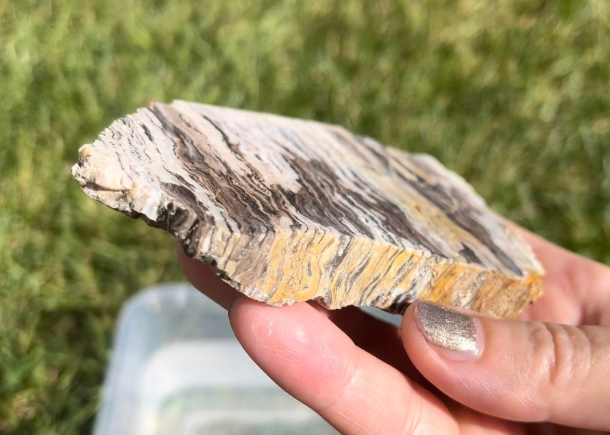Petrified Zebra Wood Lapidary Rock Slab - Lucky Calico Gem & Jewelry Co.