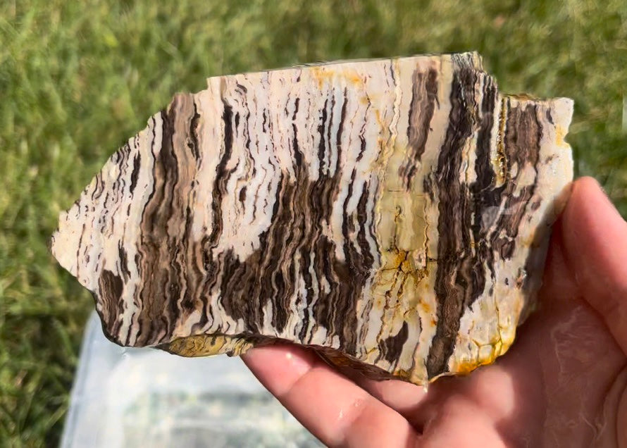 Petrified Zebra Wood Lapidary Rock Slab - Lucky Calico Gem & Jewelry Co.