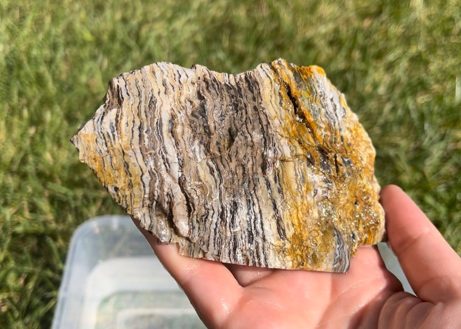 Petrified Zebra Wood Lapidary Rock Slab - Lucky Calico Gem & Jewelry Co.