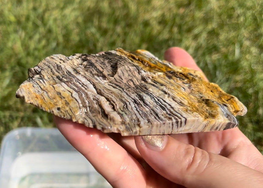 Petrified Zebra Wood Lapidary Rock Slab - Lucky Calico Gem & Jewelry Co.