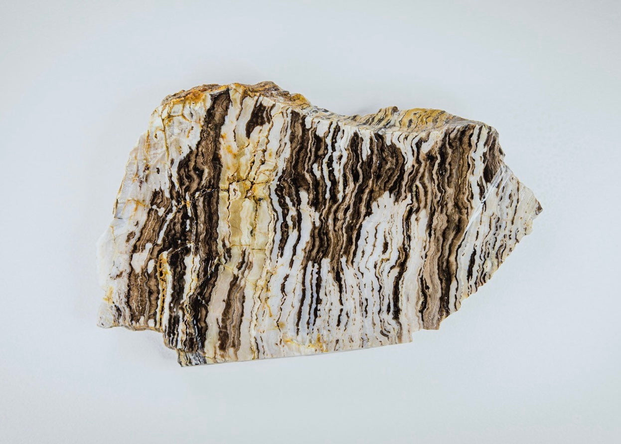 Petrified Zebra Wood Lapidary Rock Slab - Lucky Calico Gem & Jewelry Co.