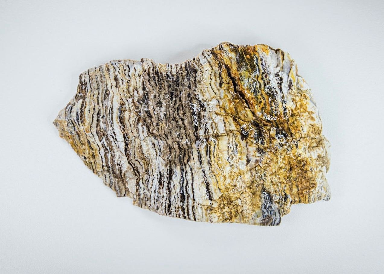 Petrified Zebra Wood Lapidary Rock Slab - Lucky Calico Gem & Jewelry Co.
