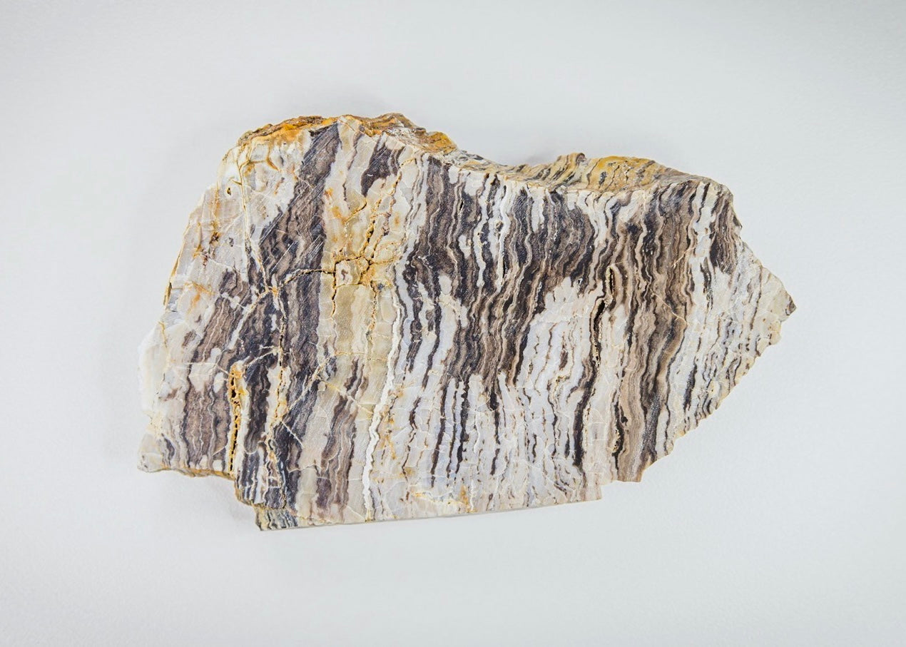 Petrified Zebra Wood Lapidary Rock Slab - Lucky Calico Gem & Jewelry Co.
