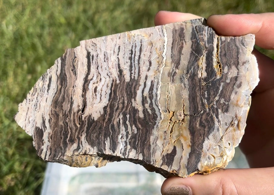 Petrified Zebra Wood Lapidary Rock Slab - Lucky Calico Gem & Jewelry Co.
