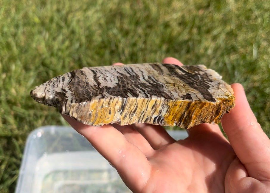 Petrified Zebra Wood Lapidary Rock Slab - Lucky Calico Gem & Jewelry Co.