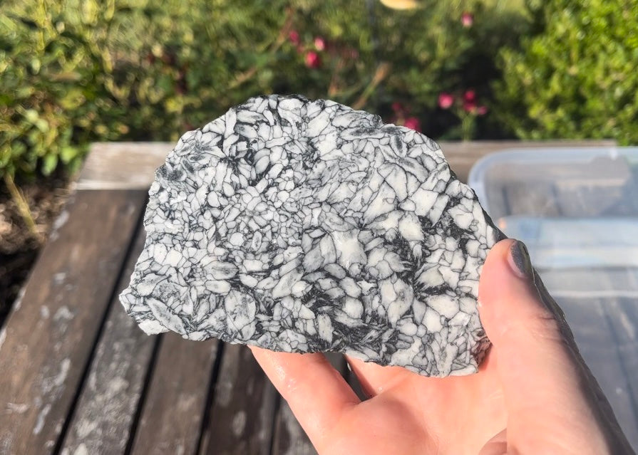 Austrian Pinolith Lapidary Rock Slab - Black and White Stone - Lucky Calico Gem & Jewelry Co.