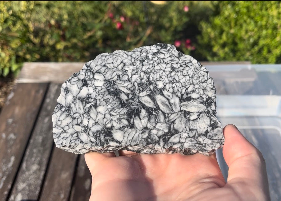 Austrian Pinolith Lapidary Rock Slab - Black and White Stone - Lucky Calico Gem & Jewelry Co.