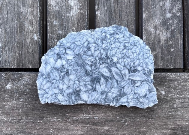 Austrian Pinolith Lapidary Rock Slab - Black and White Stone - Lucky Calico Gem & Jewelry Co.