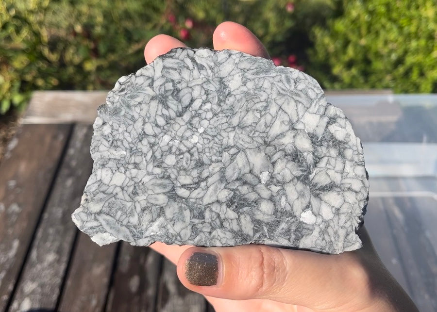 Austrian Pinolith Lapidary Rock Slab - Black and White Stone - Lucky Calico Gem & Jewelry Co.