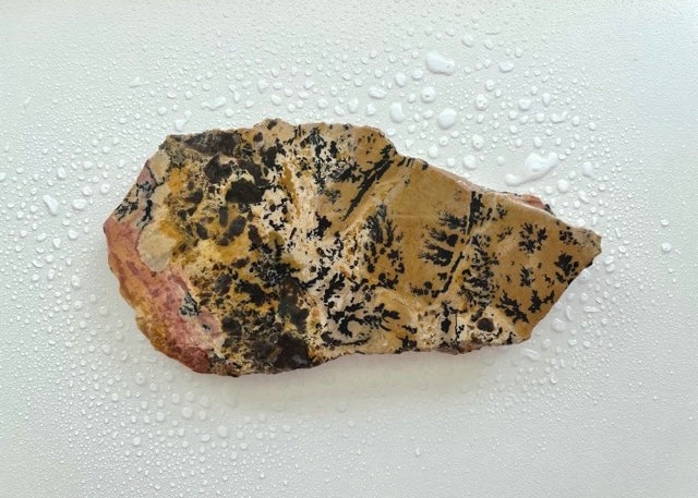 Wyoming Yellow Tree Jasper Dendritic Lapidary Rock Slab
