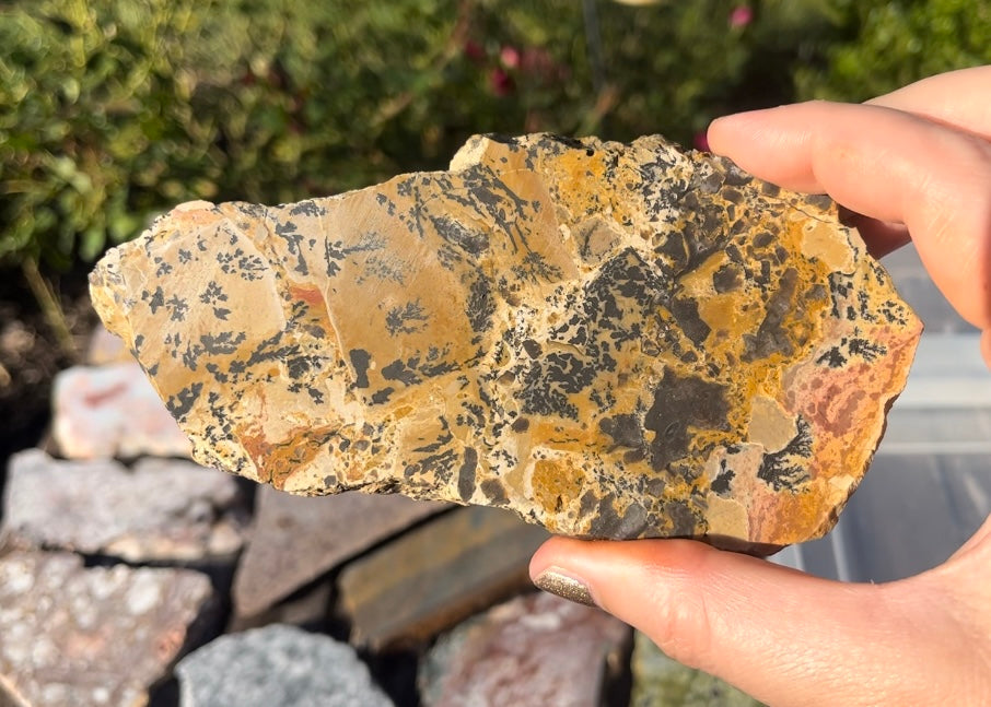 Yellow Tree Dendritic Jasper Lapidary Rock Slab