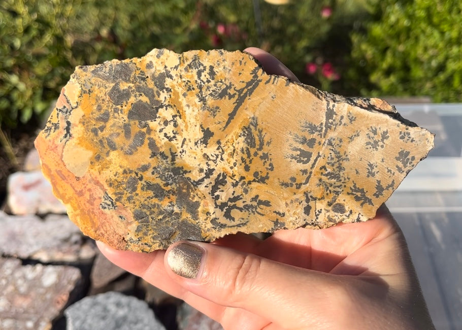 Yellow Tree Dendritic Jasper Lapidary Rock Slab