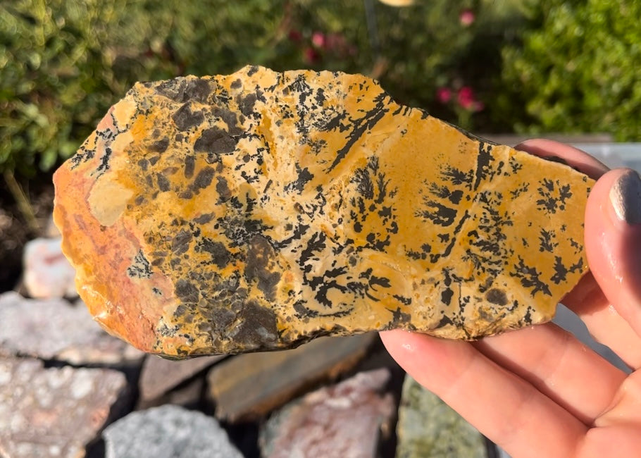 Wyoming Yellow Tree Jasper Dendritic Lapidary Rock Slab