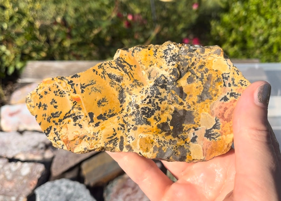 Wyoming Yellow Tree Jasper Dendritic Lapidary Rock Slab