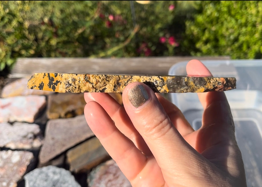 Yellow Tree Dendritic Jasper Lapidary Rock Slab