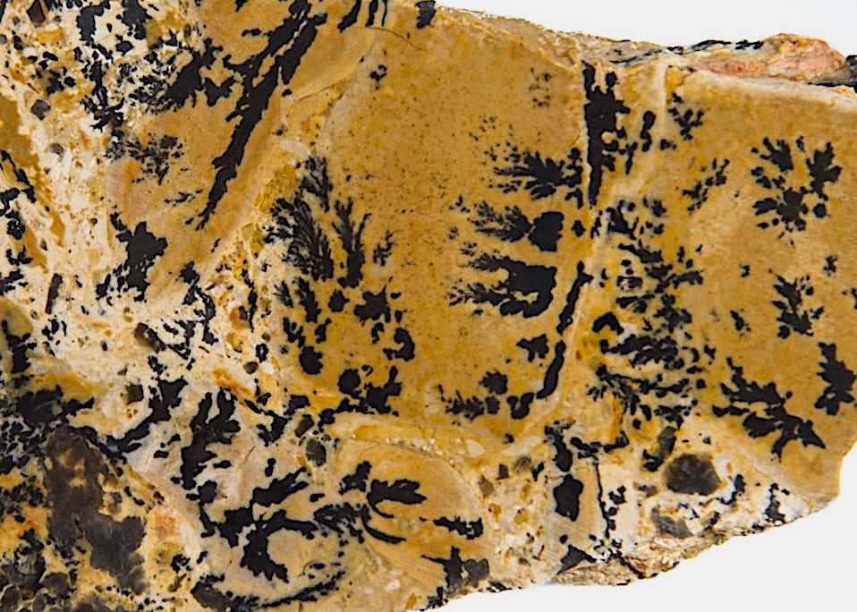 Yellow Tree Dendritic Jasper Lapidary Rock Slab