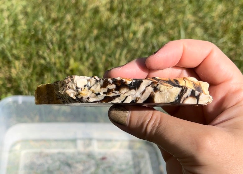 Australian Petrified Peanut Wood Lapidary Rock Slab - Lucky Calico Gem & Jewelry Co.