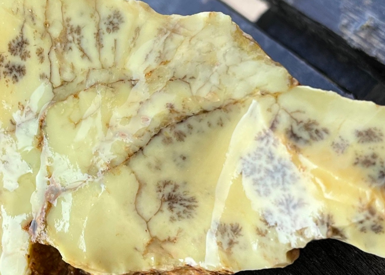 Australian Dendritic Opal Lapidary Rough Rock Specimen - Lucky Calico Gem & Jewelry Co.