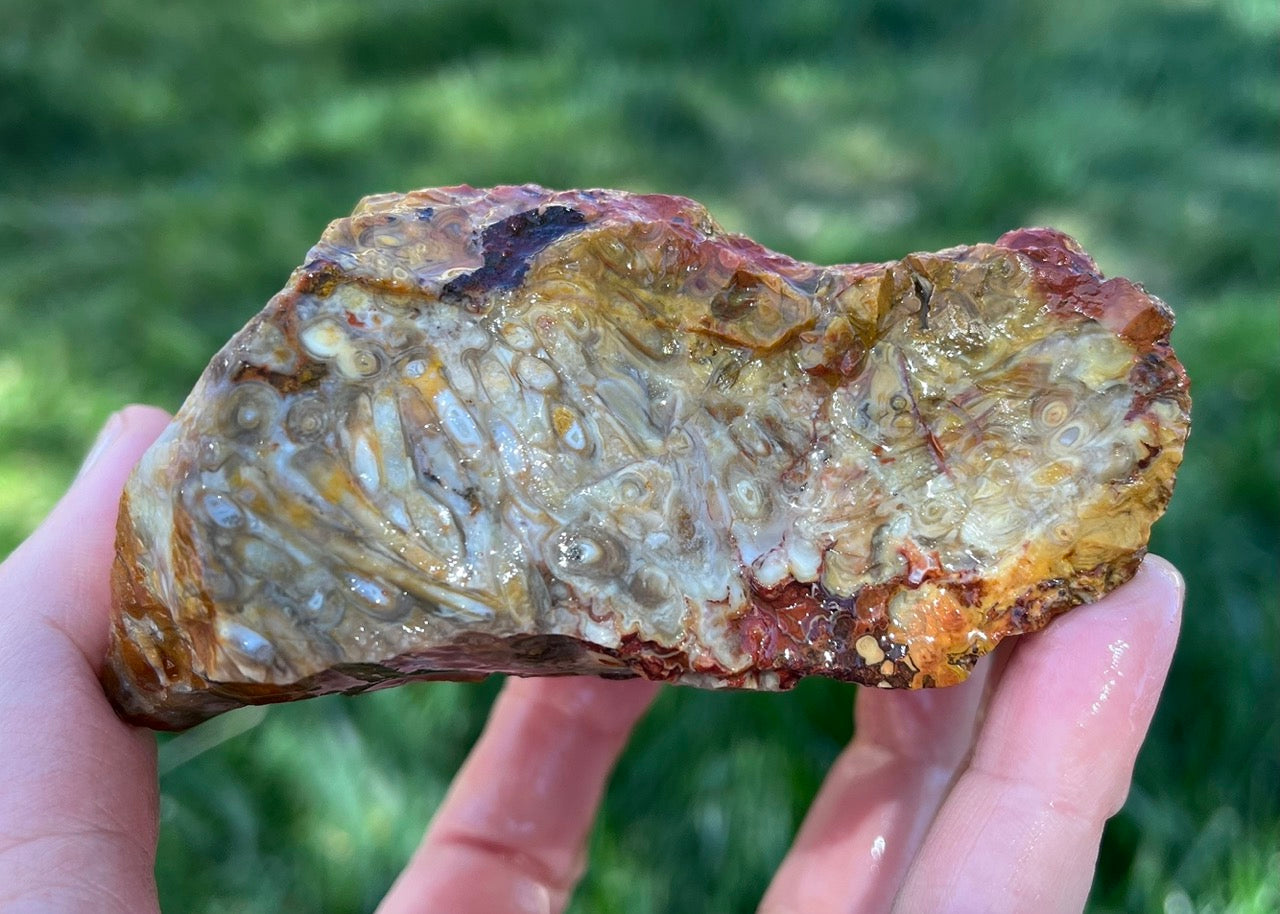 Indonesian Petrified Caddisfly Agate Fossil Lapidary Rough Rock Specimen