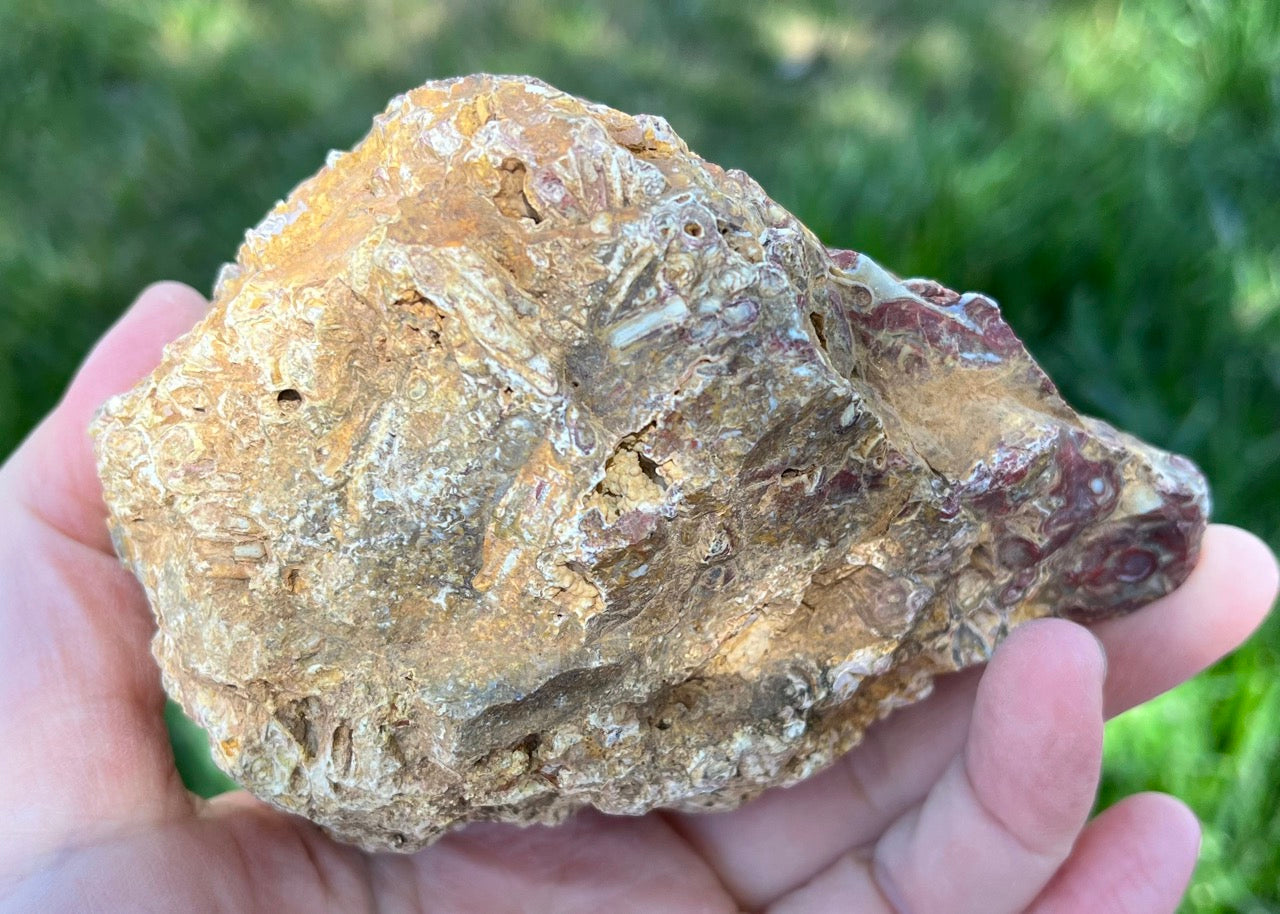 Indonesian Petrified Caddisfly Agate Fossil Lapidary Rough Rock Specimen