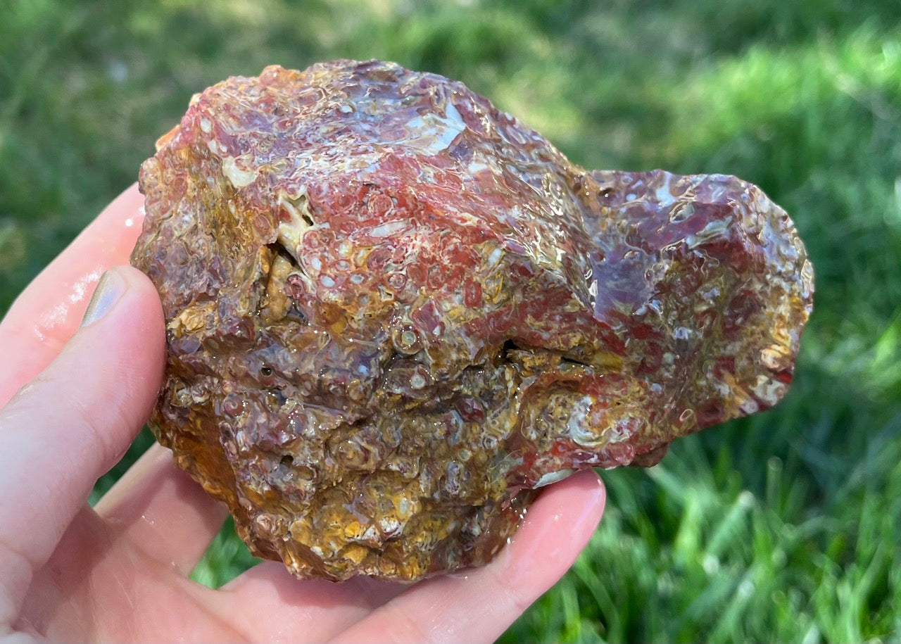 Indonesian Petrified Caddisfly Agate Fossil Lapidary Rough Rock Specimen