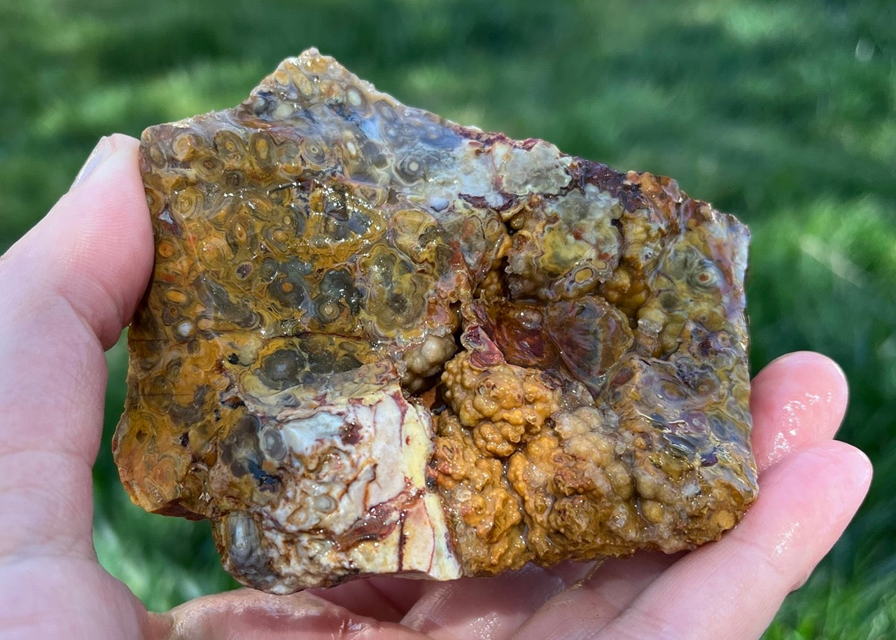 Indonesian Petrified Caddisfly Agate Fossil Lapidary Rough Rock Specimen