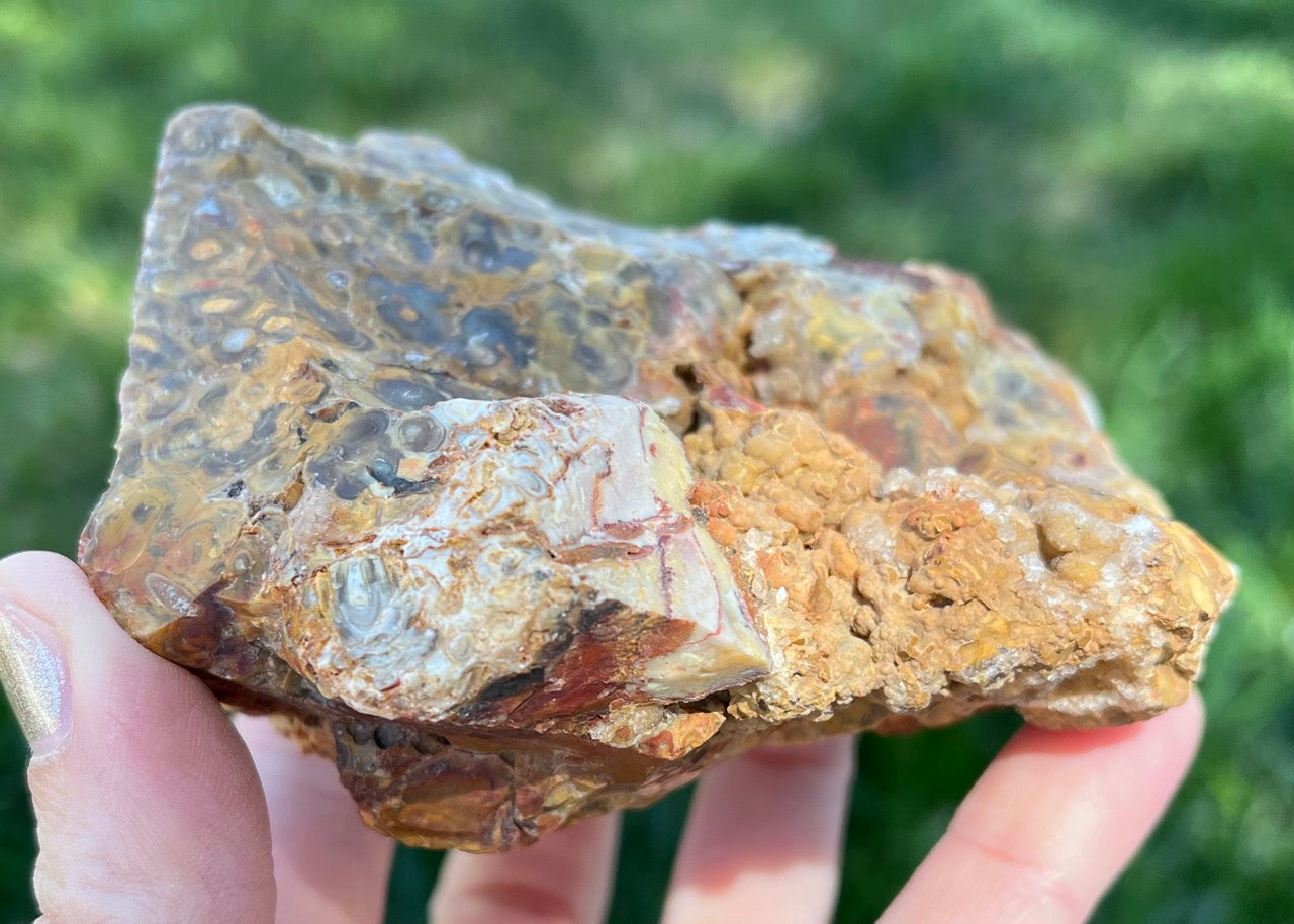 Indonesian Petrified Caddisfly Agate Fossil Lapidary Rough Rock Specimen